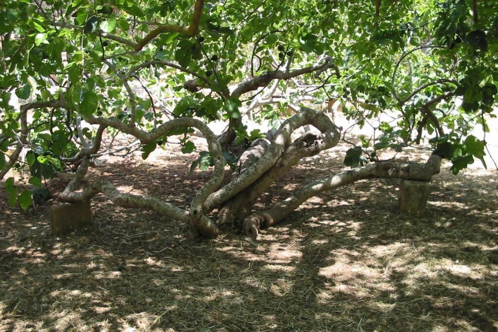 הוילה גאליפולי Casa Colonica מראה חיצוני תמונה